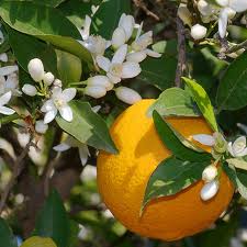 Easter in Malaga: Orange blossom mingles with the scent of incense
