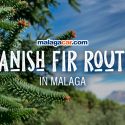 spanish fir forests malaga