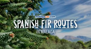 Spanish Fir Routes in Malaga