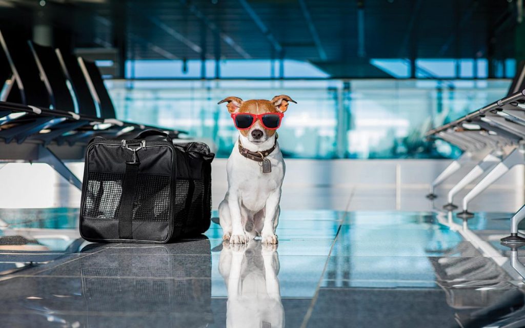 costa del Sol dog travel plane
