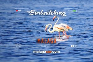 Birdwatching in Malaga