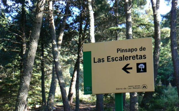Spanische Tannenwälder Málaga