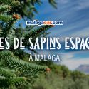 Routes de sapins espagnols à Malaga