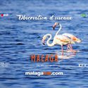 Observation des oiseaux à Malaga