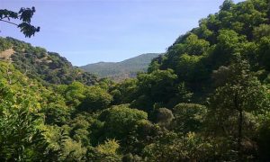 De Kastanjebossen van de Genal Vallei