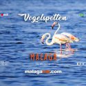 Vogels kijken in Malaga. Costa del Sol gids