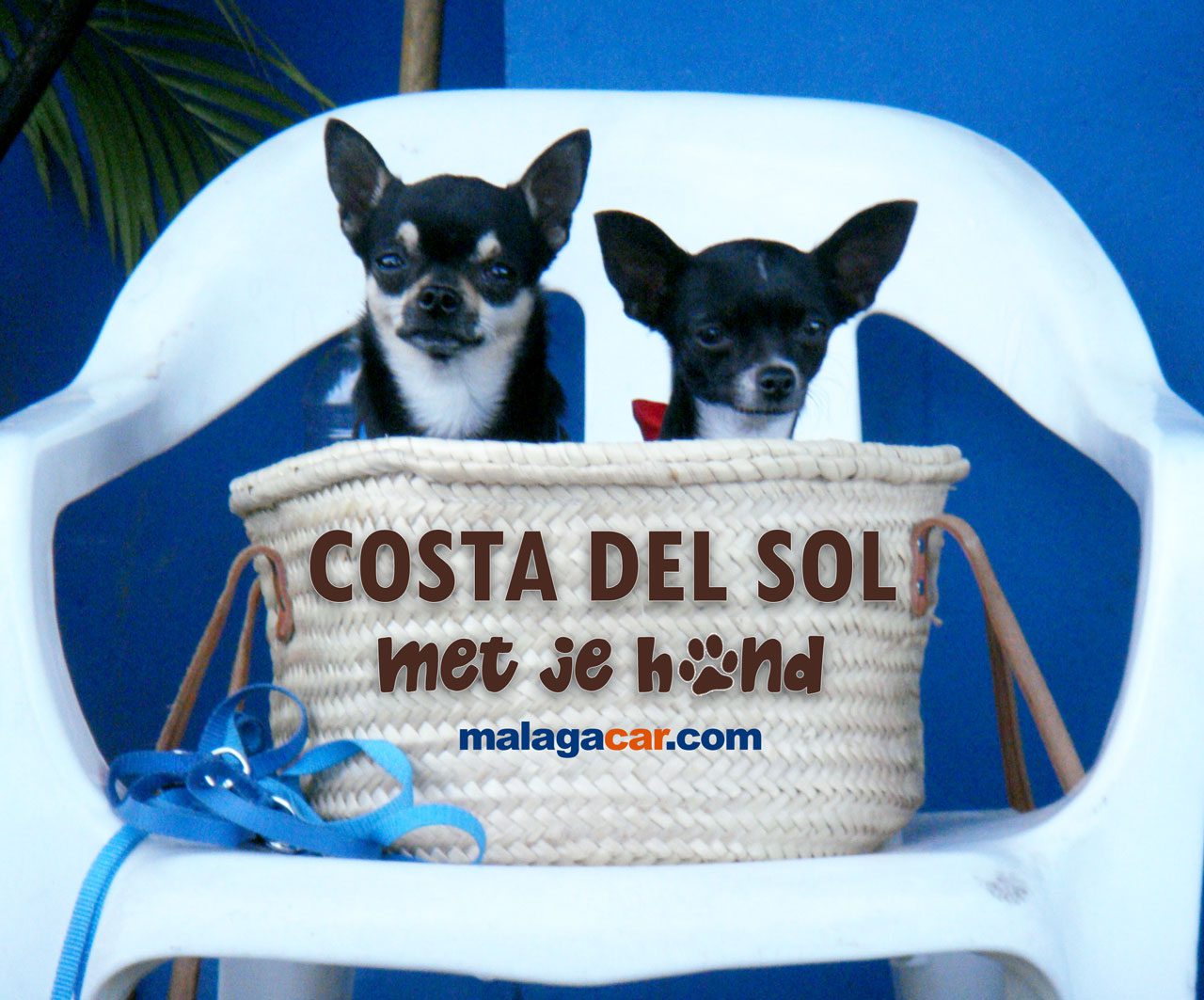 Costa del Sol met hond