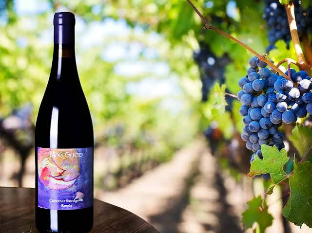 Bodegas Morosanto