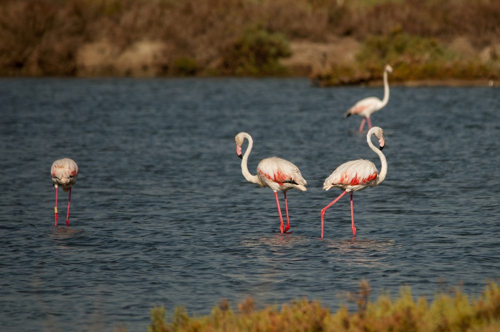 Flamenco rosa Credit Depositphotos