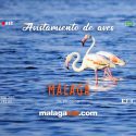 Avistamiento de aves en Málaga