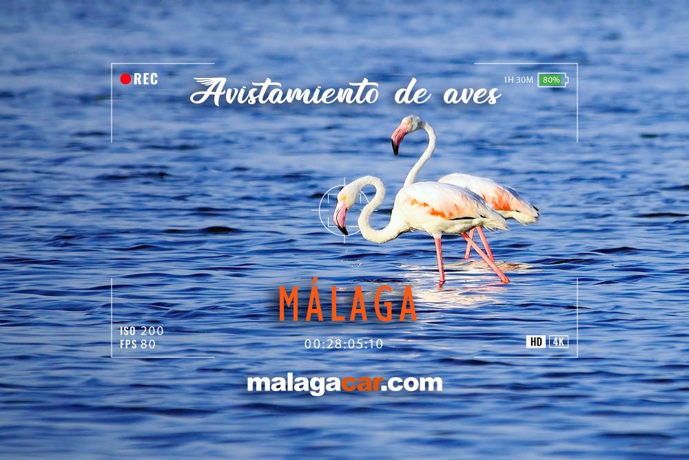 Avistamiento de aves en Málaga