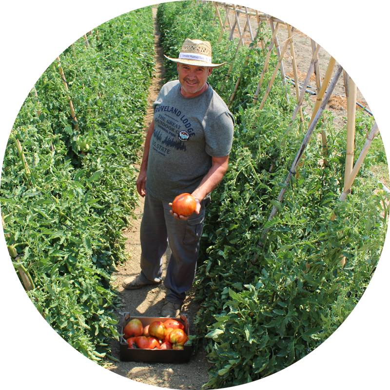 Tomate Huevo de Toro