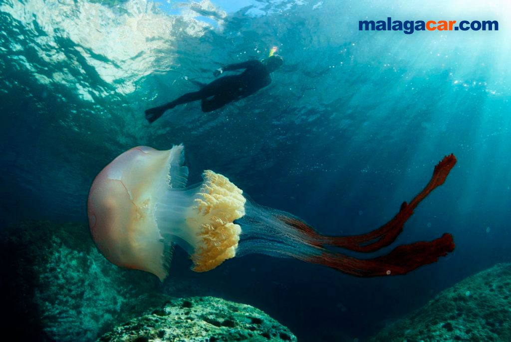 Normas de seguridad marítima málaga